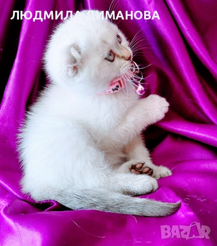 Скоттиш Фолд със сини очи 