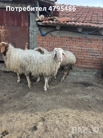 Продавам три коча