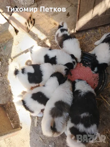 Каракачанска овчарка 
