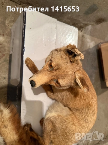 Продавам препарирана лисица, снимка 2 - Други ценни предмети - 54246212