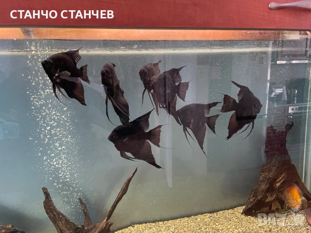 Големи черни скаларии, снимка 3 - Рибки - 54420057