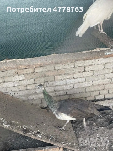 Продавам женски индийски паун на 4 години , снимка 2 - други­ - 53989723