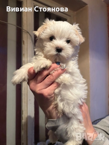 Йорки голд дъст, снимка 5 - Йоркширски териер - 53988971