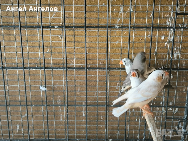 зеброви амадини , снимка 3 - Амадини - 54695097