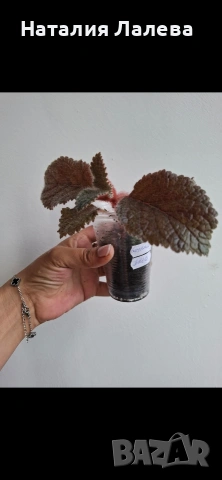 Еукодония, Еписция, eucodonia Adele, снимка 4 - Стайни растения - 55019124