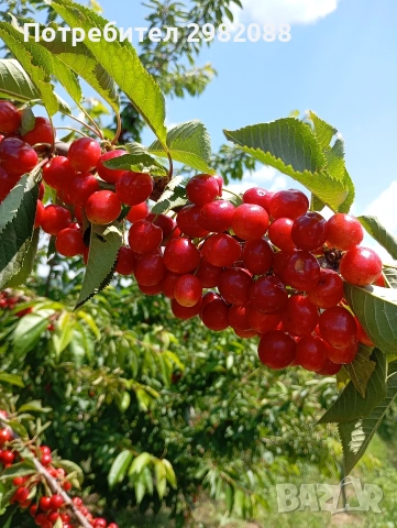 Продавам овощна градина 19 дка., снимка 4 - Земеделска земя - 55078790