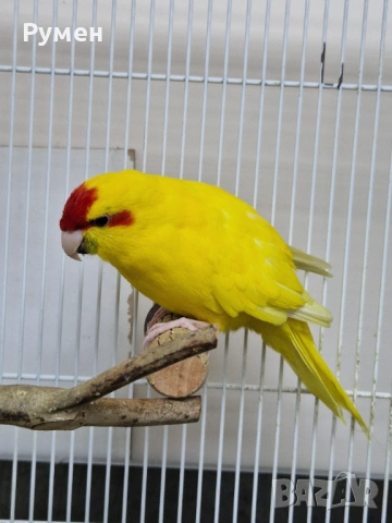 Чифт какарики, снимка 4 - Папагали - 54344774