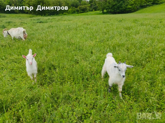 продавам 10 агнета ,коза и две ярета , снимка 10 - Овце - 54583764