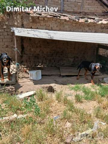 Ловджийски кучета , снимка 3 - Гонче - 54968088