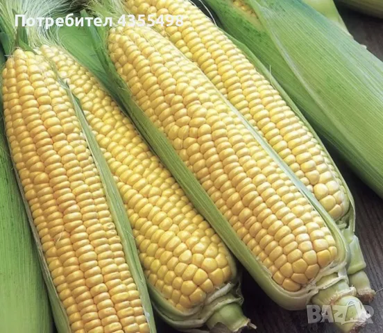 сладка царевица  на чувал 0.45€/бр