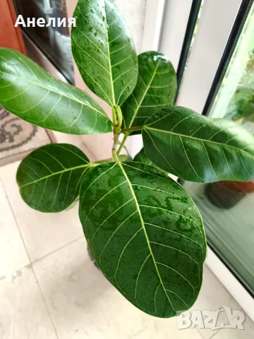 Фикус Ficus benghalensis, снимка 4 - Стайни растения - 55343493