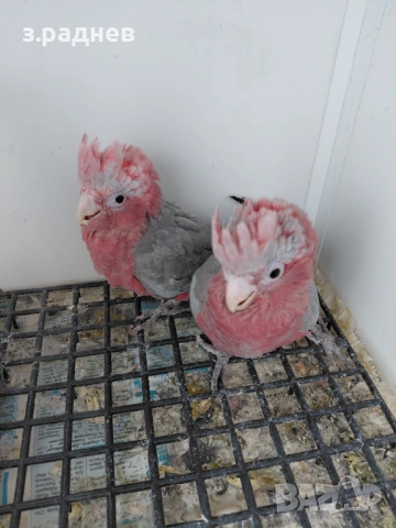 Бебета розово какаду, снимка 3 - Папагали - 54266580