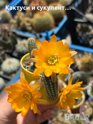 Кактус Chamaecereus Hybrid жълто оранжев цвят много красив цъфтеж, снимка 5 - Градински цветя и растения - 54924919
