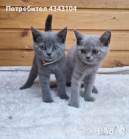 Британски късокосмести котки, снимка 2 - Британска късокосместа - 55682444