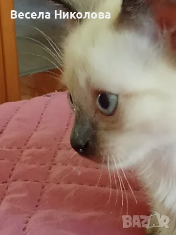 Мъжко сиамско коте, снимка 12 - Сиамска - 53921158