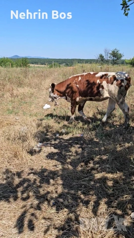semental jensko na 7 mesetsa*