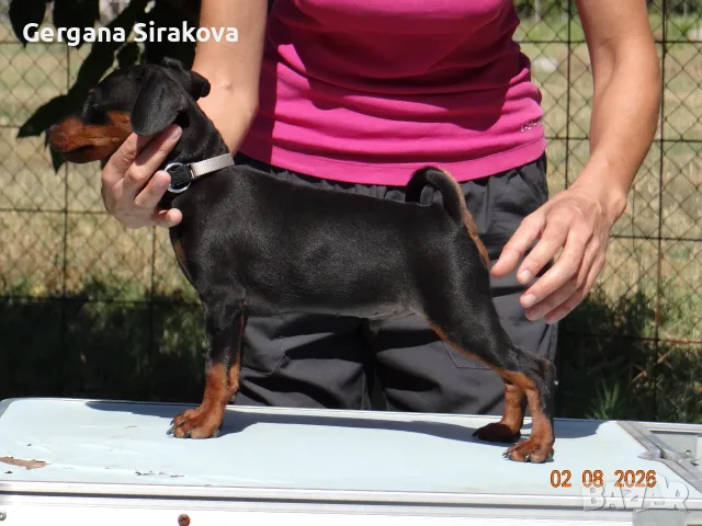 Миниатюрен Пинчер / zwergpinscher, снимка 3 - Пинчер - 55357983