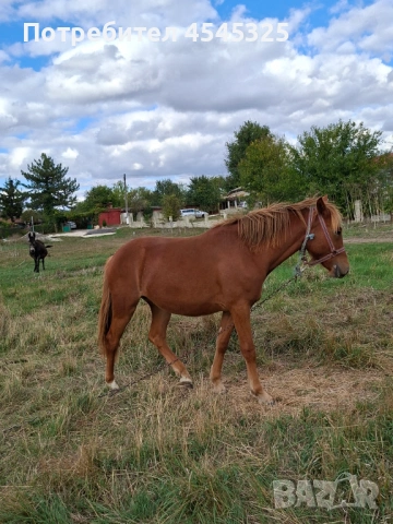 Кобила , снимка 3 - Коне - 54221667