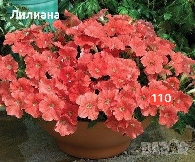 Петуния. Цветя за саксии и градина, снимка 10 - Разсади - 54640925