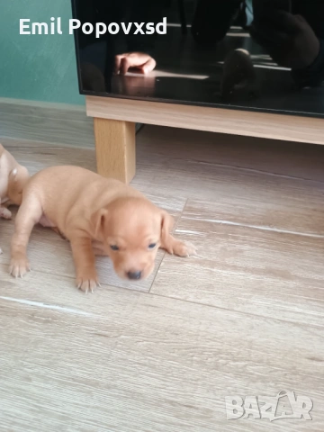 Сърнист Пинчер, снимка 3 - Пинчер - 54335405