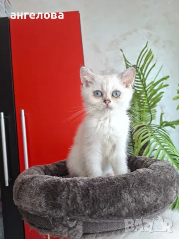 Британски и Шотландски котенца, снимка 8 - Британска късокосместа - 55503983