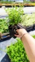 Потентила, Potentilla fruticosa 'Daydawn', студоустойчива и многогодишна, снимка 9