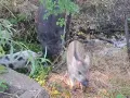 Търсим им нови стопани!, снимка 2