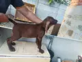 4 малки мъжки куцхаар с втора ваксина и паспорт, снимка 1