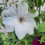 Кралски Клематис  (Clematis ) Микс (Едри цветове) – Готови за засаждане!Пазарджик с доставка до дома, снимка 8