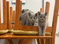 🐾 Прекрасни женски котенца Британска късокосместа търсят своя дом 🐾, снимка 1