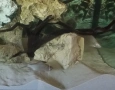 Риби сиамски шарани( Catlocarpio siamensis), снимка 4