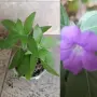 Продавам различни цветя, снимка 4