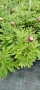 Paeonia ‘The Fawn’ / Божур „Еленчето“, снимка 3