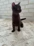 Британско късокосместо мъжко коте , снимка 7