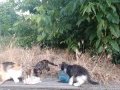 Подарявам котета , снимка 2