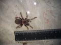Tarantula - Продавам Тарантyли от снимите - получавате това което виждате, снимка 10