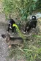 🐾 Четири малки кученца търсят дом! ❤️, снимка 1