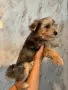 Йорки промоция мъжки, снимка 9
