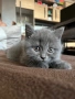 Шотландски правоухи котенца, снимка 3
