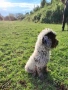 Бебета Лагото Романьоло / Lagotto Romagnolo, снимка 5