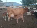 Продавам 1 бр. кравa, снимка 2