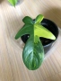 Philodendron Florida Beauty , снимка 1