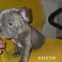 Френски булдог търси дом 🐾 Малки френски булдочета на 40 дни търсят своето  ново  семейство. , снимка 7