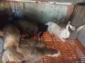 Зайци домашни различни видове, снимка 4