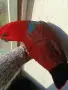 Еклектус корела розела поен, снимка 1