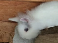 Декоративни зайчета!, снимка 7