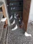 продавам гълъби, снимка 4