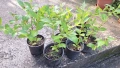 Продавам декоративни храсти Вейгела   , снимка 3
