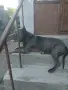 Питбулчета блу нос, снимка 6