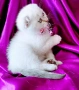 Скоттиш Фолд със сини очи , снимка 1
